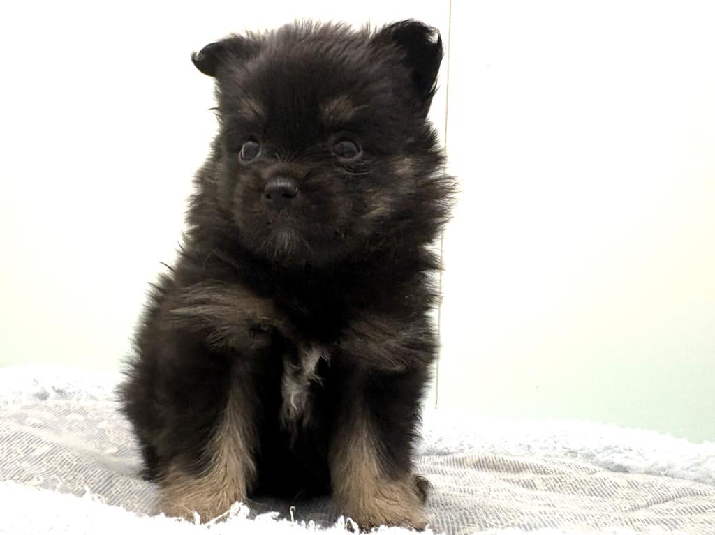 栃木県のポメチワ/チワポメ/ポメチー(ポメラニアン×チワワ) (ペッツワン宇都宮平出店/2026年1月29日生まれ/女の子/ブラックタン)の子犬の3枚目の画像