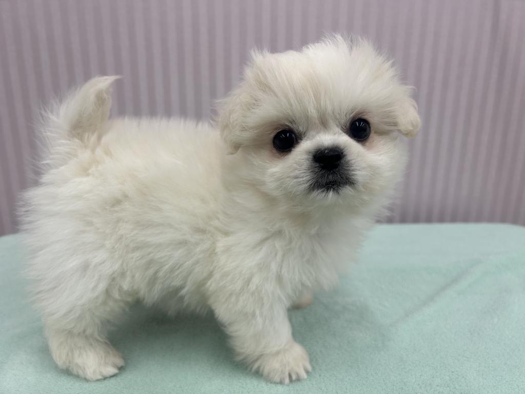 埼玉県のハーフ犬・ミックス犬 (OneBuddy南越谷店/2026年1月31日生まれ/女の子/ホワイト)の子犬