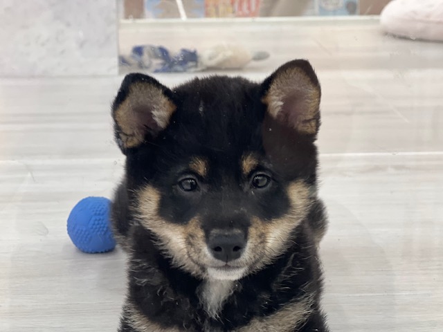 茨城県の柴犬(標準サイズ) (OneBuddyトモニーつくば店/2026年1月28日生まれ/男の子/黒)の子犬の3枚目の画像