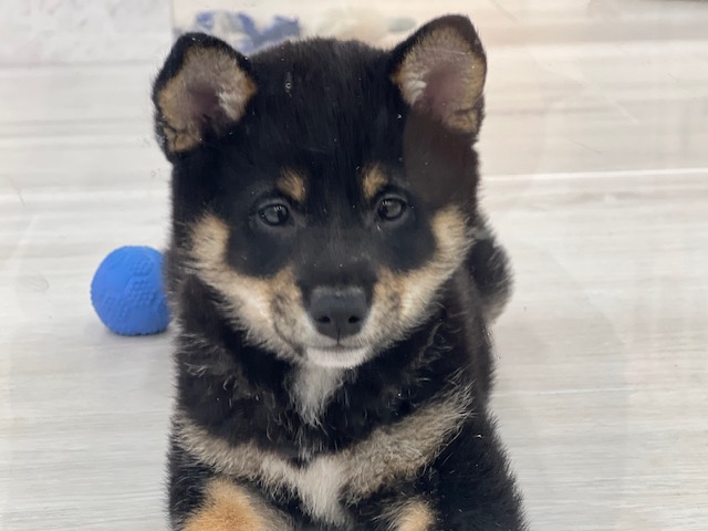 茨城県の柴犬(標準サイズ) (OneBuddyトモニーつくば店/2026年1月28日生まれ/男の子/黒)の子犬の4枚目の画像