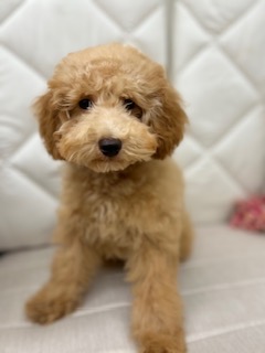 茨城県のトイプードル(トイ) (ペッツワン石岡玉里店/2026年2月4日生まれ/女の子/アプリコット)の子犬の1枚目の画像