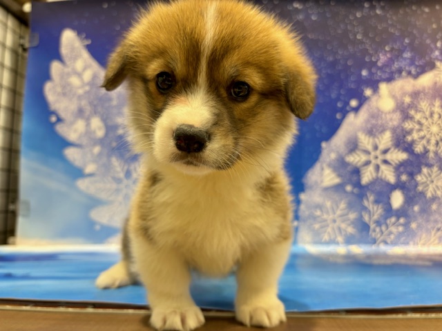 栃木県のウェルシュコーギーペンブローク (ペッツワン小山店/2026年1月29日生まれ/女の子/レッドホワイト)の子犬の2枚目の画像