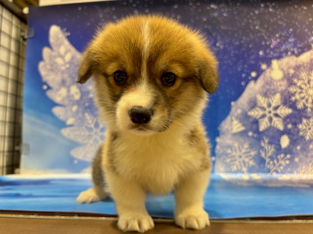 栃木県のウェルシュコーギーペンブローク (ペッツワン小山店/2026年1月29日生まれ/女の子/レッドホワイト)の子犬の3枚目の画像