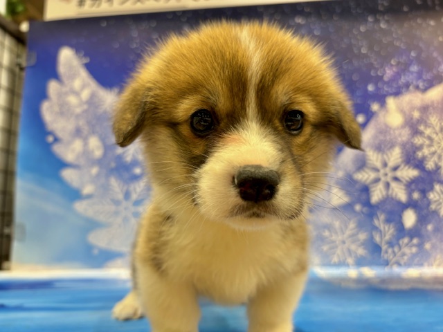 栃木県のウェルシュコーギーペンブローク (ペッツワン小山店/2026年1月29日生まれ/女の子/レッドホワイト)の子犬の4枚目の画像