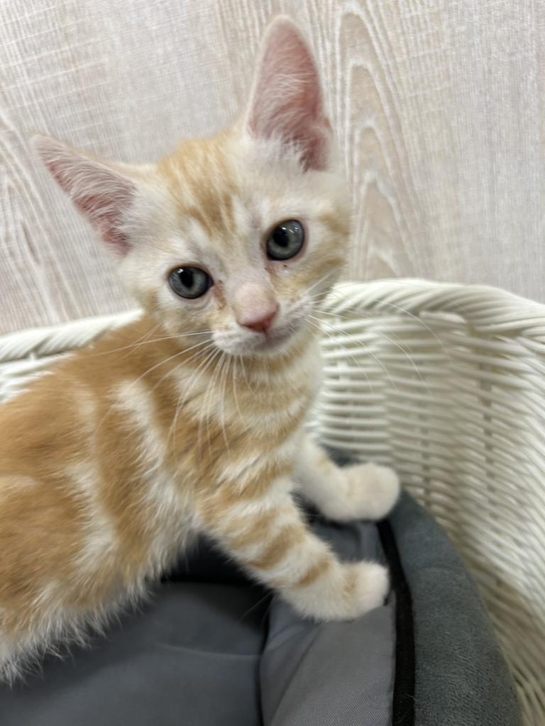 栃木県のアメリカンショートヘアー (OneBuddy宇都宮店/2026年1月31日生まれ/男の子/レッドタビー)の子猫