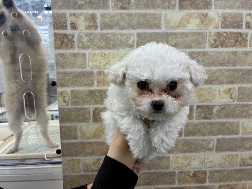 北海道のビションフリーゼ (ジャパンペッツトレーディング帯広店/2026年1月30日生まれ/女の子/ホワイト)の子犬