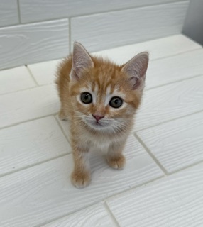 埼玉県のマンチカン (ペットプラザ草加松原店/2026年2月4日生まれ/男の子/レッドタビー)の子猫