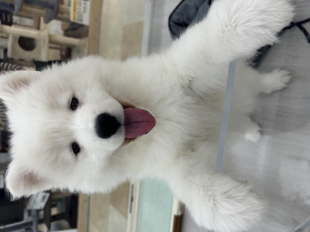茨城県のサモエド (OneBuddyトモニーつくば店/2026年1月18日生まれ/女の子/ホワイト)の子犬の1枚目の画像