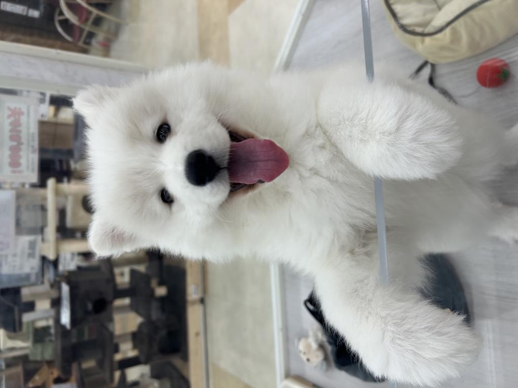 茨城県のサモエド (OneBuddyトモニーつくば店/2026年1月18日生まれ/女の子/ホワイト)の子犬の2枚目の画像