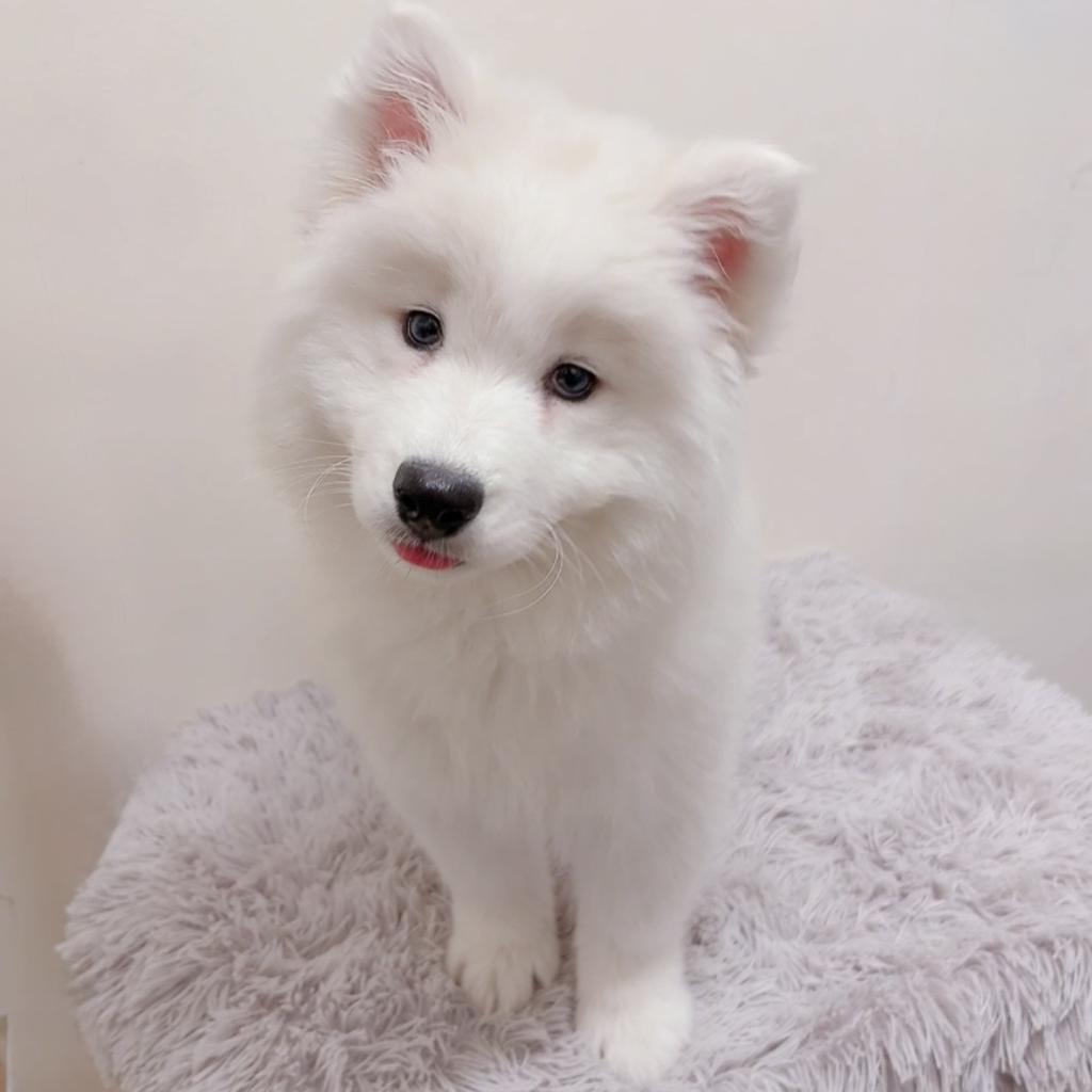 茨城県のサモエド (OneBuddyトモニーつくば店/2026年1月18日生まれ/女の子/ホワイト)の子犬の3枚目の画像