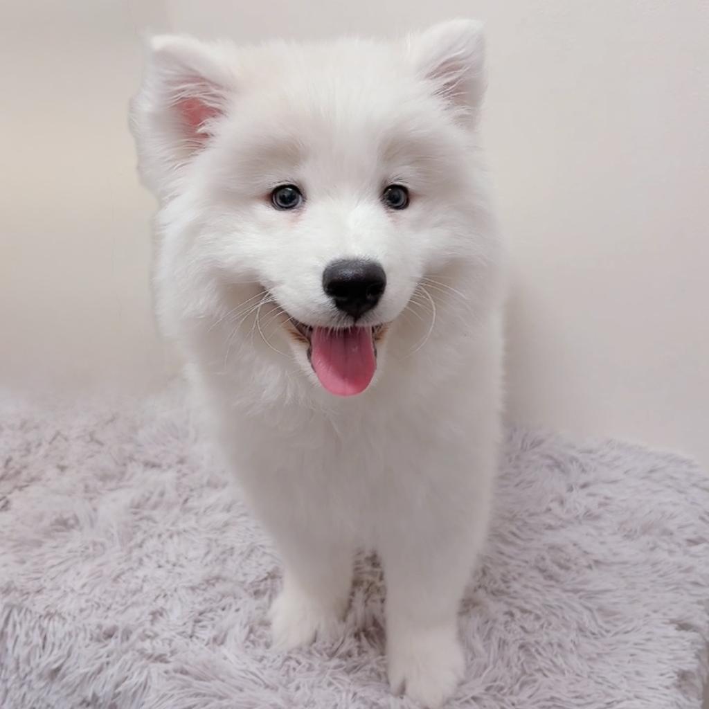 茨城県のサモエド (OneBuddyトモニーつくば店/2026年1月18日生まれ/女の子/ホワイト)の子犬の1枚目の画像