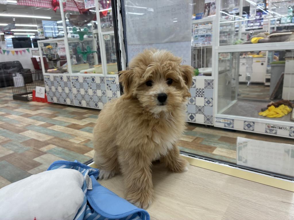 北海道のポメプー(ポメラニアン×プードル) (ジャパンペッツトレーディング新発寒店/2026年1月25日生まれ/男の子/アプリコット)の子犬の2枚目の画像
