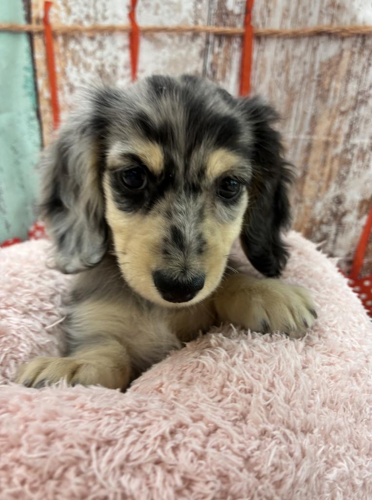 2025年12月27日生まれのミニチュアダックスフンド(ロング)