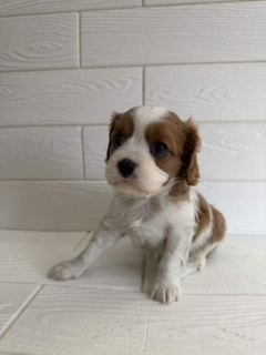 埼玉県のキャバリアキングチャールズスパニエル (ペットプラザ草加松原店/2026年1月9日生まれ/男の子/ブレンハイム)の子犬の2枚目の画像