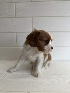 埼玉県のキャバリアキングチャールズスパニエル (ペットプラザ草加松原店/2026年1月9日生まれ/男の子/ブレンハイム)の子犬の3枚目の画像