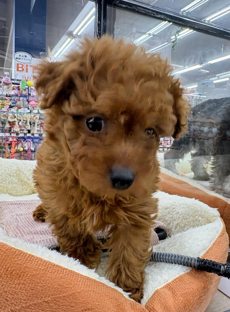 北海道のチワプー/プーチー(チワワ×プードル) (ジャパンペッツトレーディング屯田店/2026年1月3日生まれ/男の子/レッド)の子犬の2枚目の画像