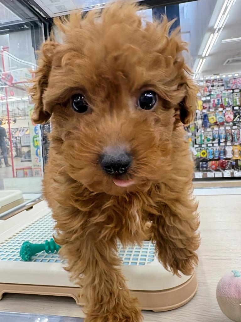 北海道のチワプー/プーチー(チワワ×プードル) (ジャパンペッツトレーディング屯田店/2026年1月3日生まれ/男の子/レッド)の子犬の3枚目の画像