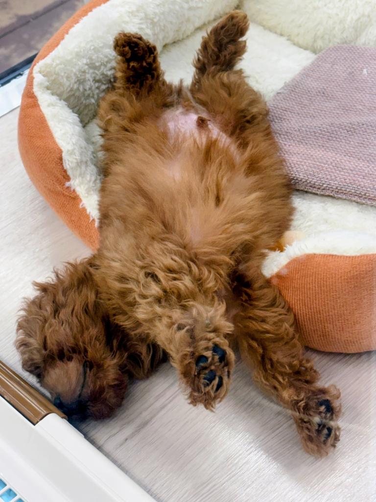 北海道のチワプー/プーチー(チワワ×プードル) (ジャパンペッツトレーディング屯田店/2026年1月3日生まれ/男の子/レッド)の子犬の4枚目の画像