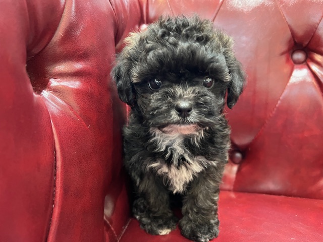 茨城県のプーズー/プーシーズ(プードル×シーズー) (OneBuddy佐原東店/2026年1月24日生まれ/女の子/ブラックホワイト)の子犬