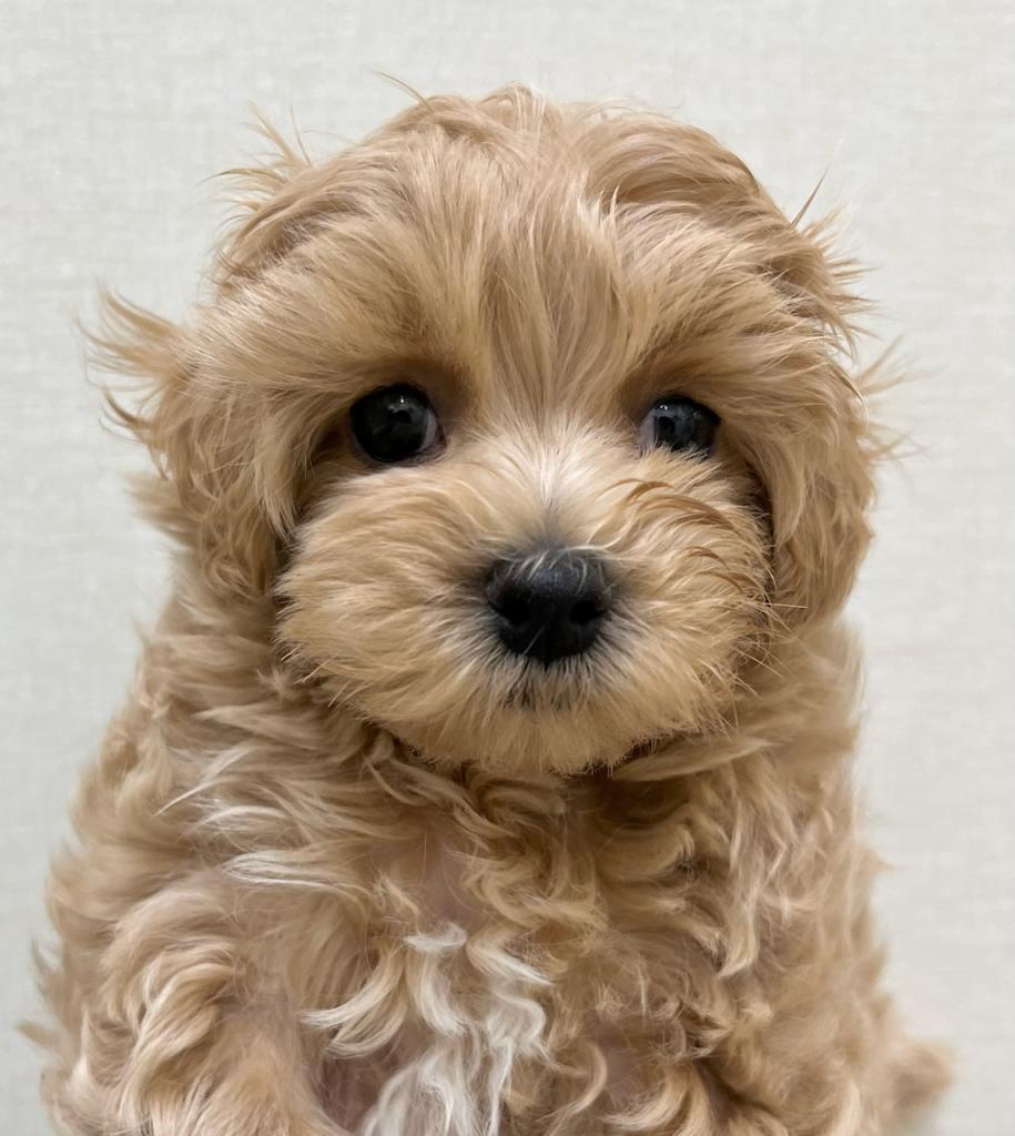 静岡県のマルプー(マルチーズ×プードル) (ペットアミ吉田店/2026年1月25日生まれ/男の子/アプリコット)の子犬