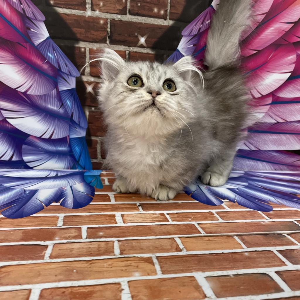 千葉県のミヌエット (ペッツワン富津店/2025年11月28日生まれ/男の子/シルバータビー)の子猫の2枚目の画像