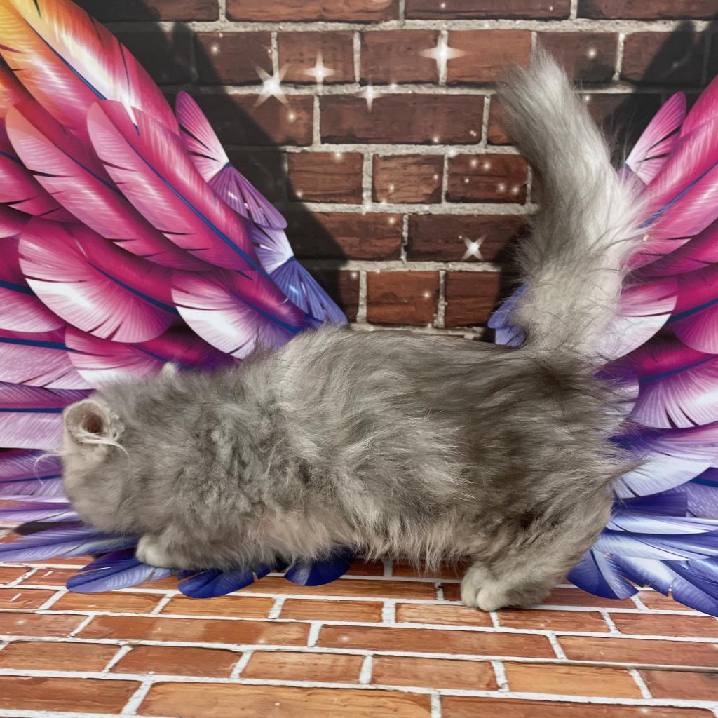 千葉県のミヌエット (ペッツワン富津店/2025年11月28日生まれ/男の子/シルバータビー)の子猫の3枚目の画像