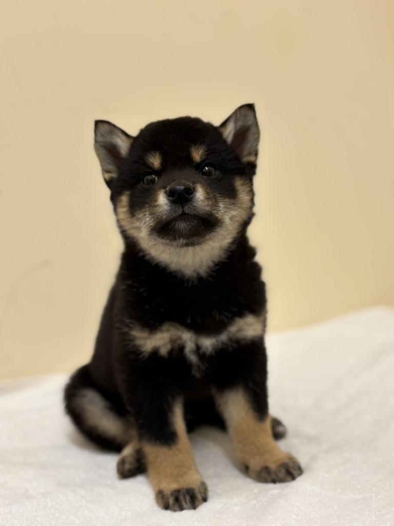 埼玉県の柴犬(標準サイズ) (ペットプラザ越谷大里店/2026年1月28日生まれ/男の子/黒)の子犬の2枚目の画像