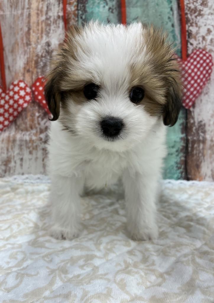 北海道のプーズー/プーシーズ(プードル×シーズー) (ジャパンペッツトレーディング伏古店/2026年1月31日生まれ/男の子/ホワイトゴールド)の子犬の1枚目の画像