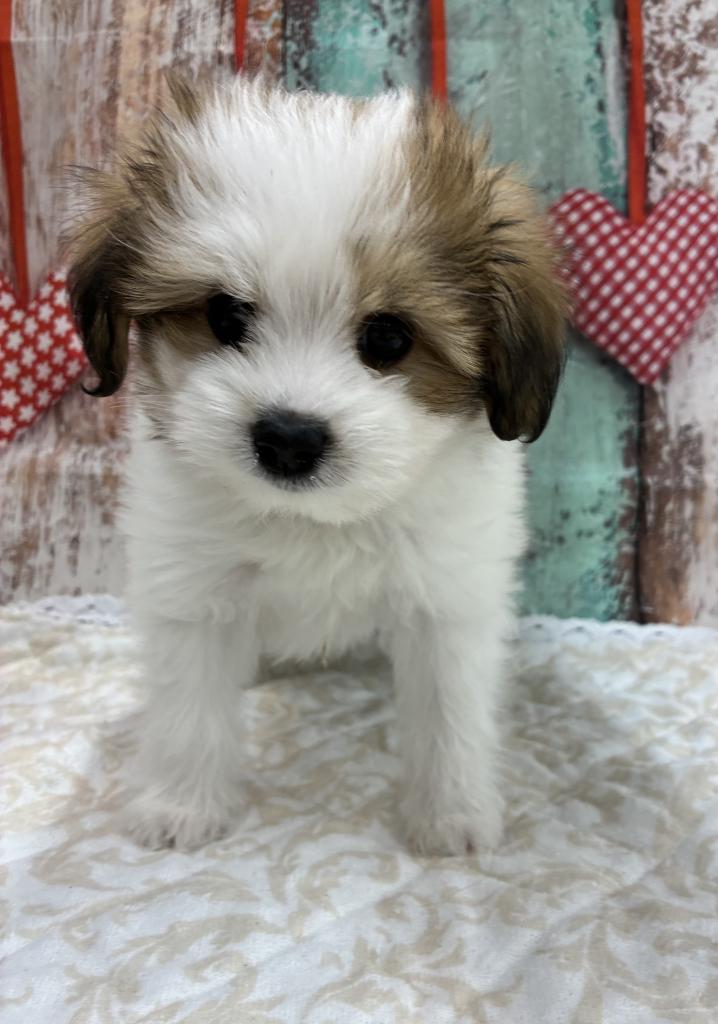 北海道のプーズー/プーシーズ(プードル×シーズー) (ジャパンペッツトレーディング伏古店/2026年1月31日生まれ/男の子/ホワイトゴールド)の子犬の2枚目の画像