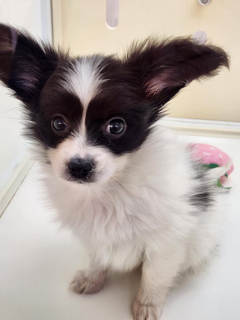 2026年1月22日生まれのパピヨン