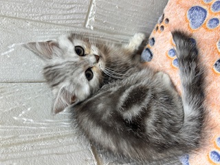 東京都のスコティッシュストレート (OneBuddy仙川店/2025年12月5日生まれ/男の子/シルバータビー)の子猫の1枚目の画像