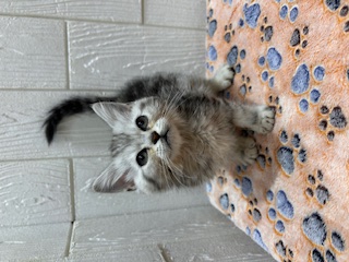 東京都のスコティッシュストレート (OneBuddy仙川店/2025年12月5日生まれ/男の子/シルバータビー)の子猫の2枚目の画像