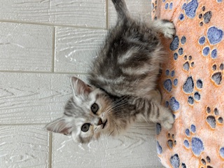 東京都のスコティッシュストレート (OneBuddy仙川店/2025年12月5日生まれ/男の子/シルバータビー)の子猫の3枚目の画像