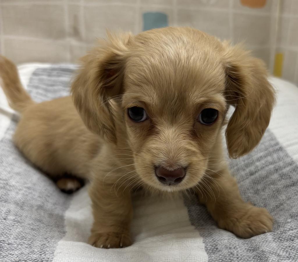 茨城県のハーフ犬・ミックス犬 (ペットアミ桜川店/2026年2月28日生まれ/女の子/クリーム)の子犬
