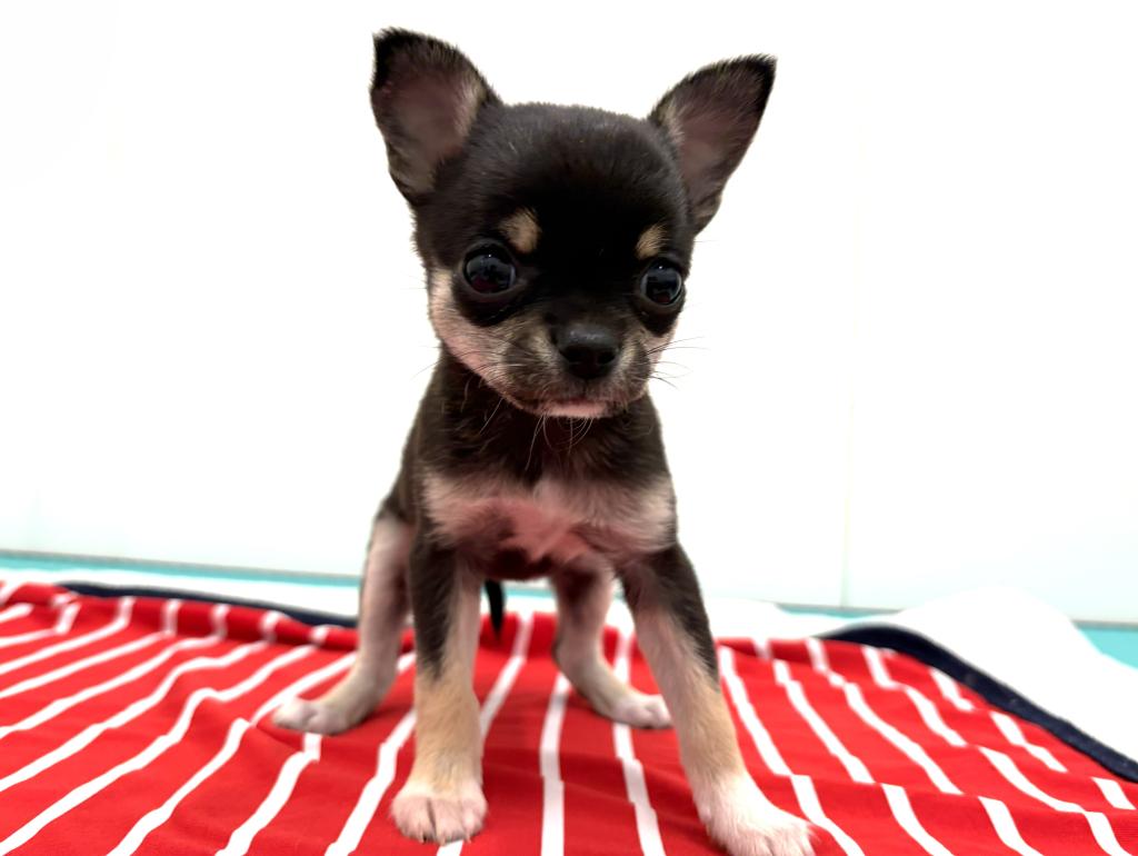 栃木県のチワワ(スムース) (ペッツワン宇都宮平出店/2025年12月5日生まれ/女の子/ブラックタンホワイト)の子犬の1枚目の画像