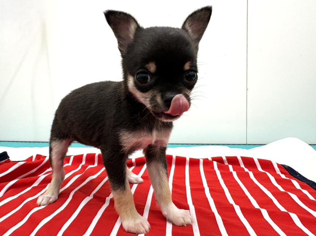 栃木県のチワワ(スムース) (ペッツワン宇都宮平出店/2025年12月5日生まれ/女の子/ブラックタンホワイト)の子犬の2枚目の画像