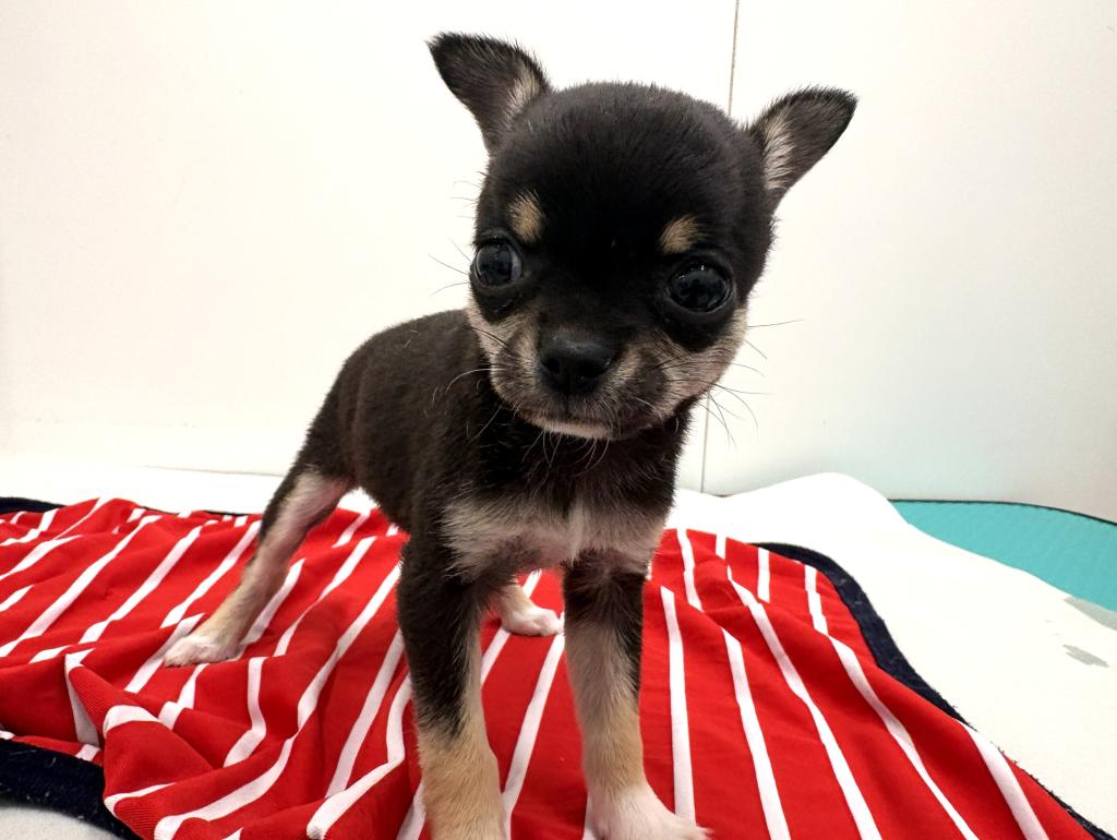 栃木県のチワワ(スムース) (ペッツワン宇都宮平出店/2025年12月5日生まれ/女の子/ブラックタンホワイト)の子犬の3枚目の画像