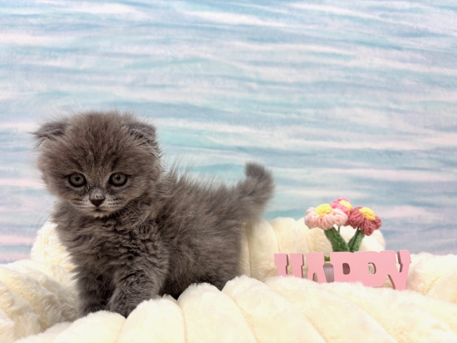 茨城県のエキゾチック (OneBuddy水戸南店/2025年11月29日生まれ/女の子/ブルータビー)の子猫