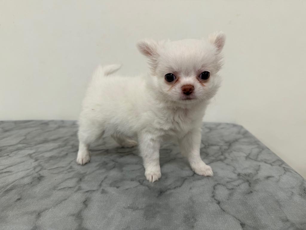 茨城県のポメチワ/チワポメ/ポメチー(ポメラニアン×チワワ) (OneBuddy古河店/2026年1月25日生まれ/男の子/クリーム)の子犬