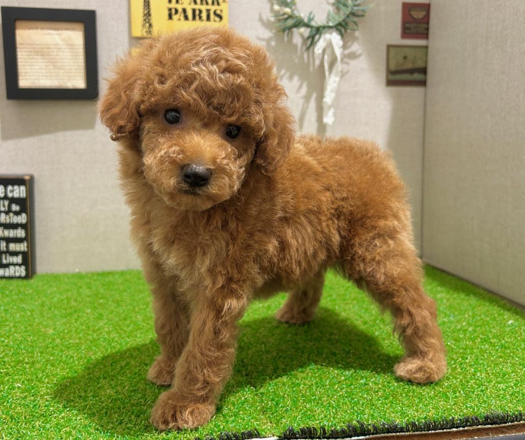 茨城県のトイプードル(トイ) (ペッツワン水戸店/2025年12月28日生まれ/女の子/レッド)の子犬の1枚目の画像