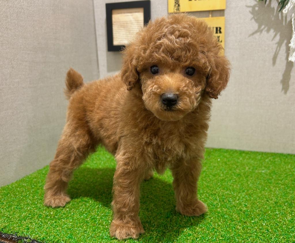 茨城県のトイプードル(トイ) (ペッツワン水戸店/2025年12月28日生まれ/女の子/レッド)の子犬の2枚目の画像