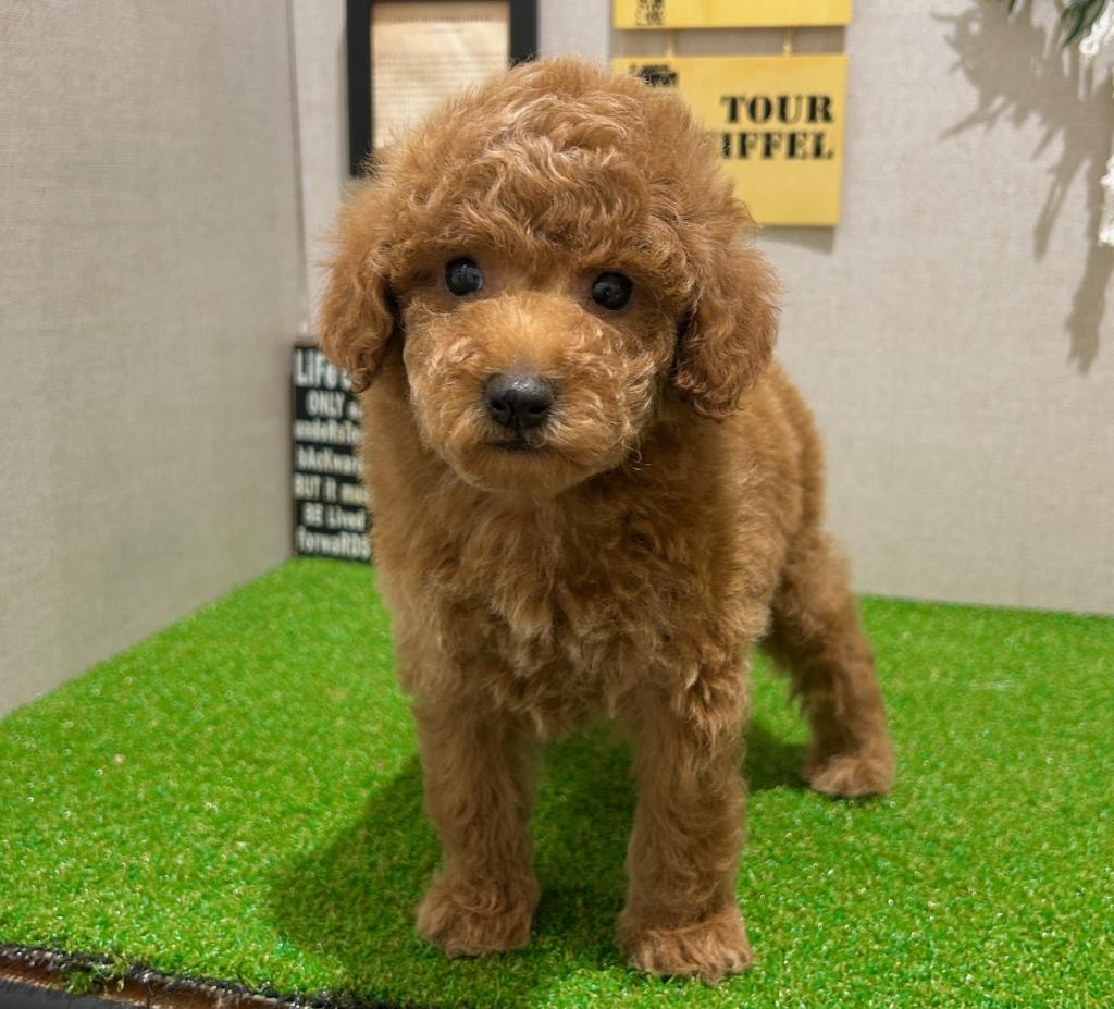 茨城県のトイプードル(トイ) (ペッツワン水戸店/2025年12月28日生まれ/女の子/レッド)の子犬の3枚目の画像