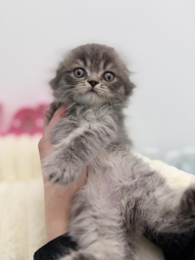 茨城県のスコティッシュフォールド (OneBuddy水戸南店/2026年1月3日生まれ/男の子/ブルータビー)の子猫