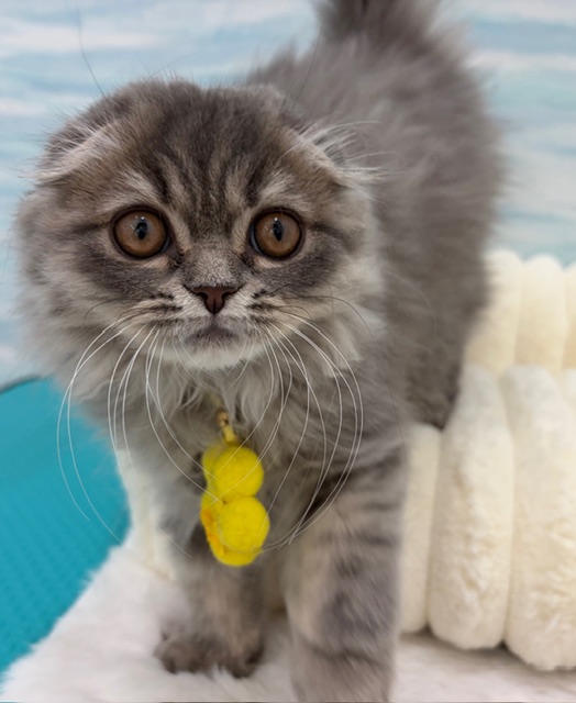 茨城県のスコティッシュフォールド (OneBuddy水戸南店/2026年1月3日生まれ/男の子/ブルータビー)の子猫の2枚目の画像