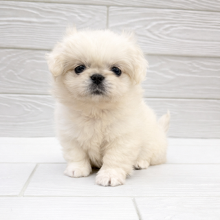埼玉県のペキニーズ (ペットプラザ草加松原店/2025年12月20日生まれ/男の子/ホワイト)の子犬