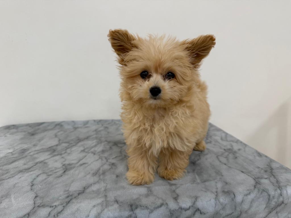 茨城県のポメプー(ポメラニアン×プードル) (OneBuddy古河店/2026年1月11日生まれ/女の子/クリーム)の子犬