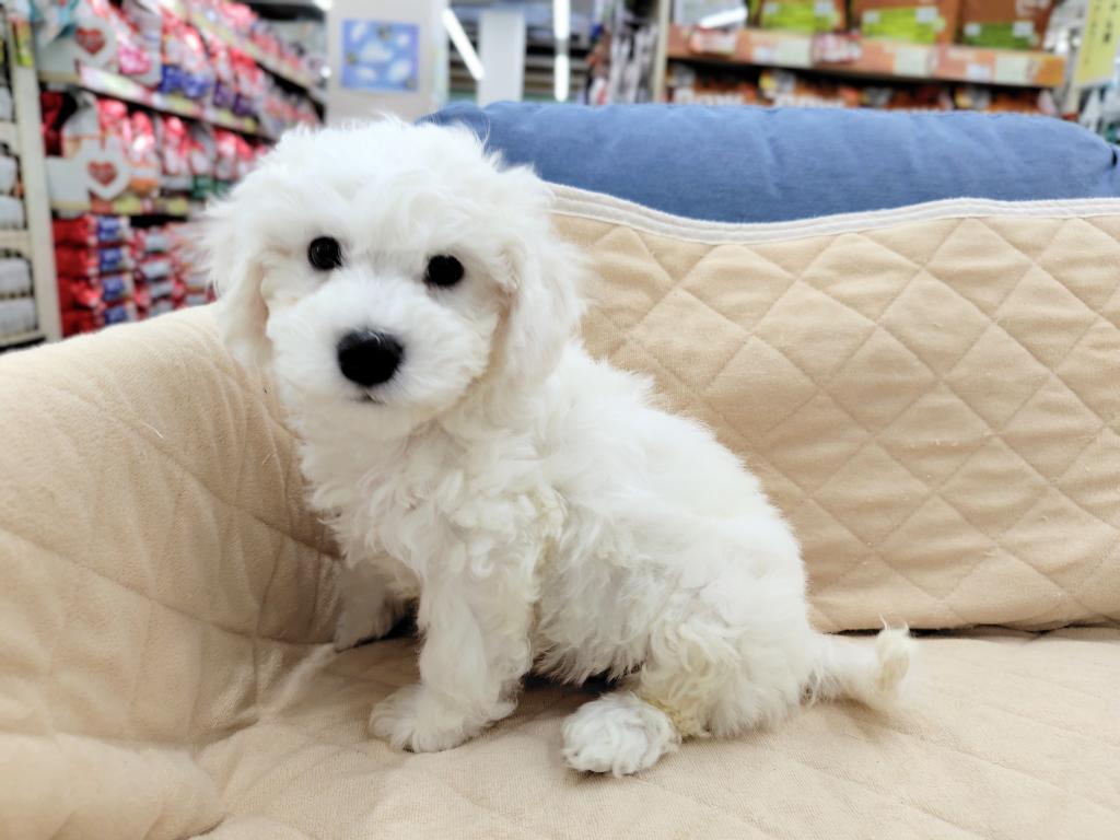 茨城県のビションフリーゼ (OneBuddyトモニー水戸店/2026年1月17日生まれ/男の子/ホワイト)の子犬