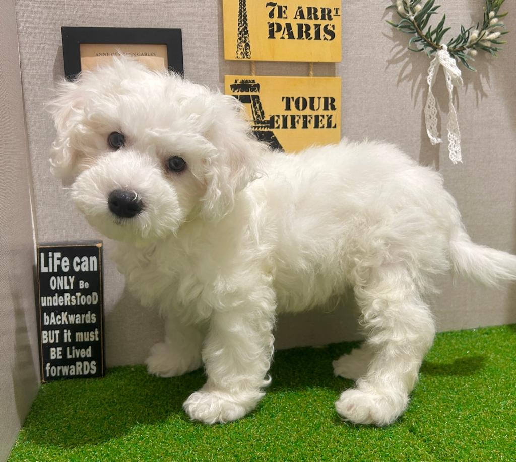 茨城県のビションフリーゼ (ペッツワン水戸店/2026年1月17日生まれ/男の子/ホワイト)の子犬の2枚目の画像