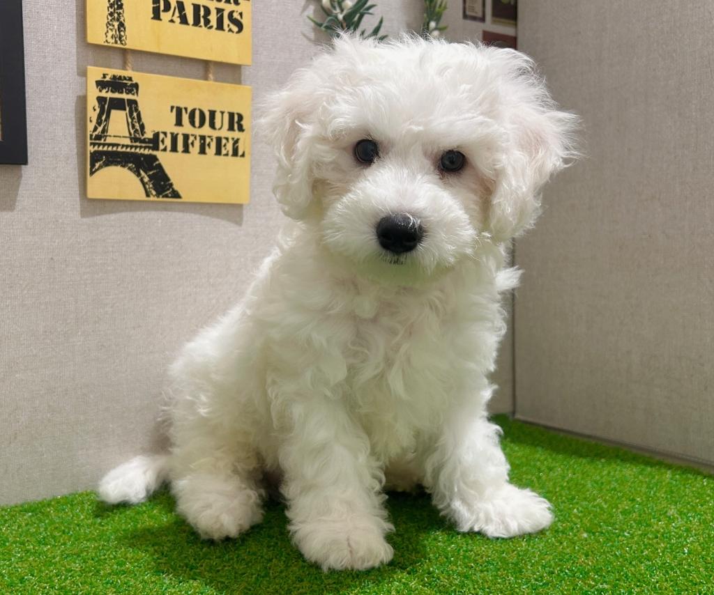 茨城県のビションフリーゼ (ペッツワン水戸店/2026年1月17日生まれ/男の子/ホワイト)の子犬の3枚目の画像