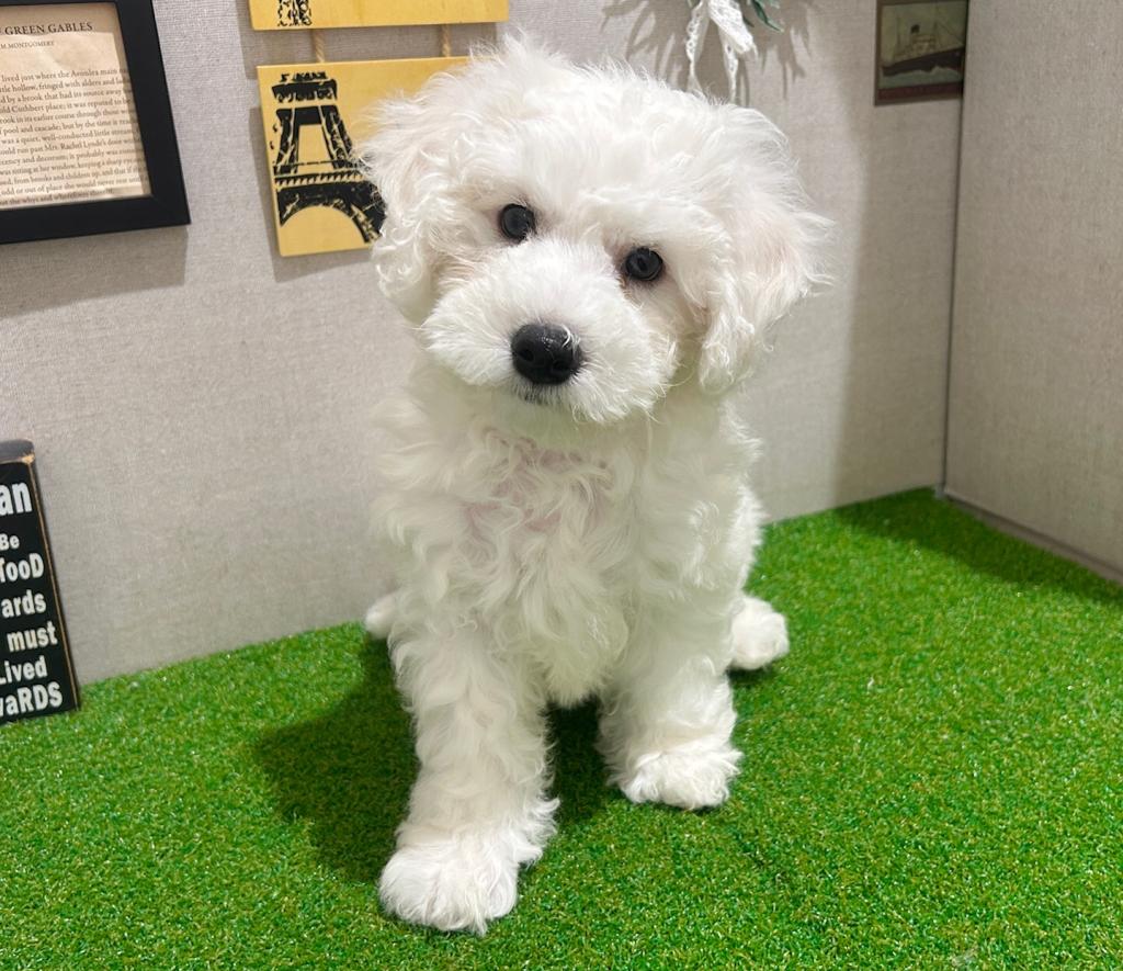 茨城県のビションフリーゼ (ペッツワン水戸店/2026年1月17日生まれ/男の子/ホワイト)の子犬の4枚目の画像